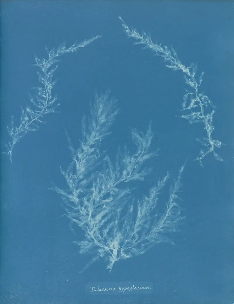 Delesseria hypoglossum von Anna Atkins