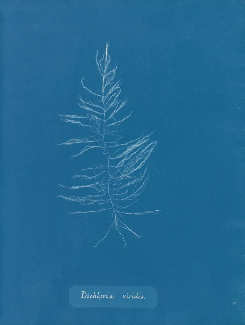 Dichloria viridis von Anna Atkins