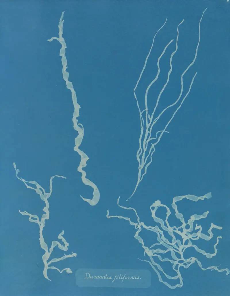 Dumontia filiformis von Anna Atkins