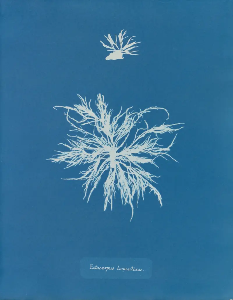 Ectocarpus tomentosus, Anna Atkins