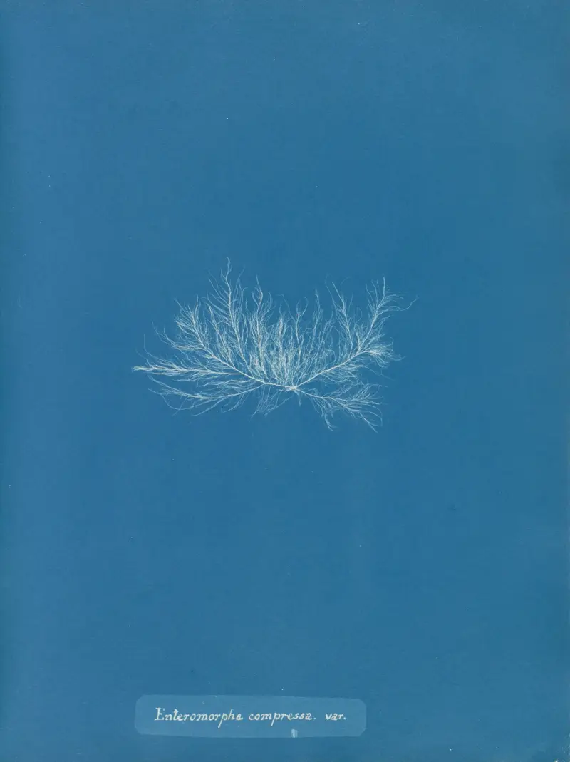Enteromorpha compressa var. von Anna Atkins