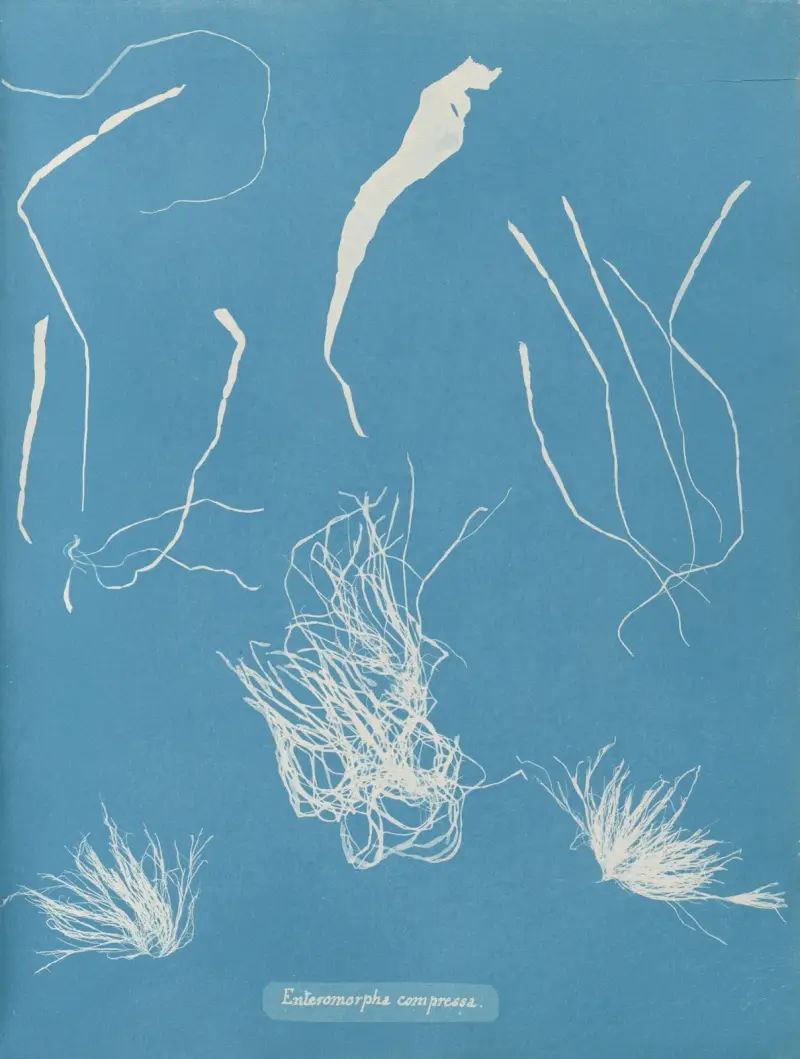 Enteromorpha compressa, Anna Atkins