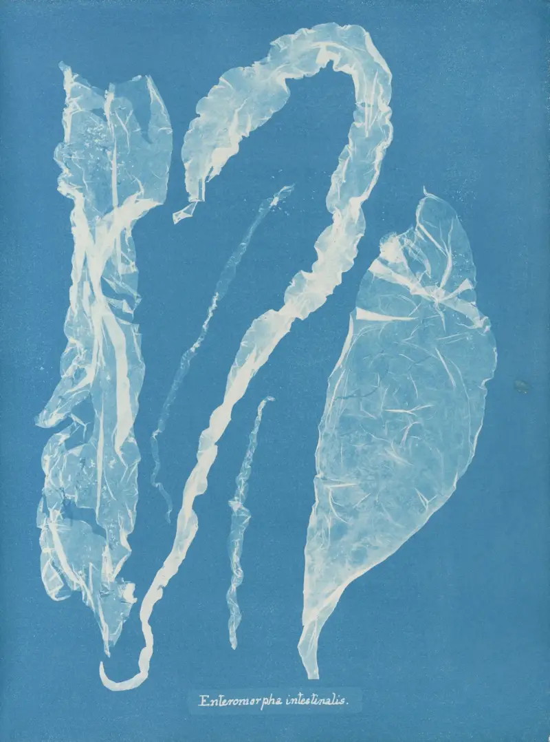Enteromorpha intestinalis, 1843 – Nr. 2, Anna Atkins