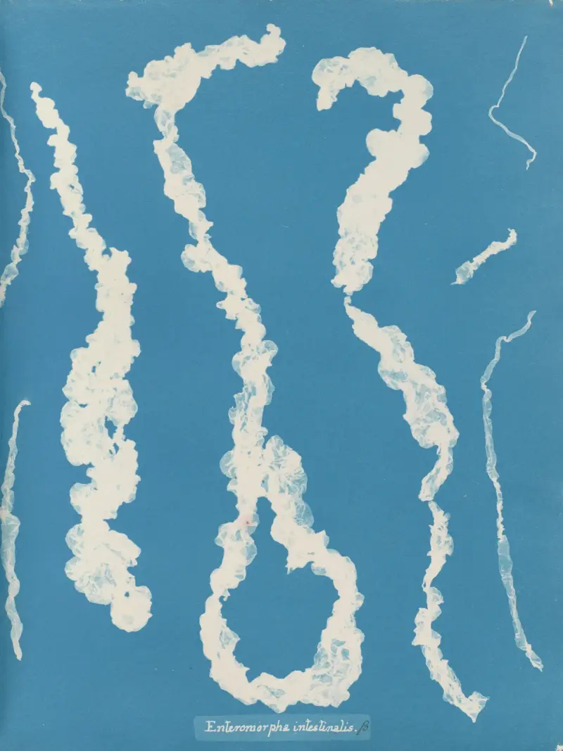 Enteromorpha intestinalis, 1843 – Nr. 1, Anna Atkins