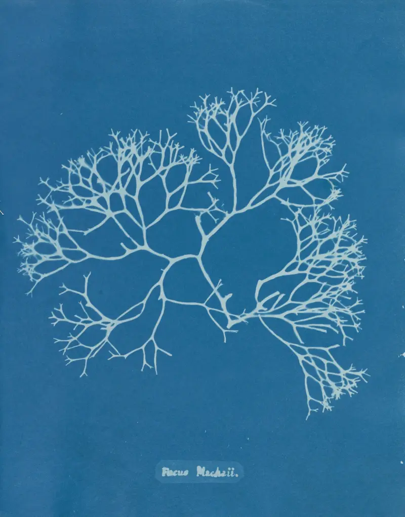 Fucus Machaii von Anna Atkins
