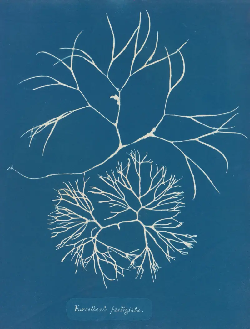 Furcellaria fastigiata, 1843 – Nr. 1 von Anna Atkins