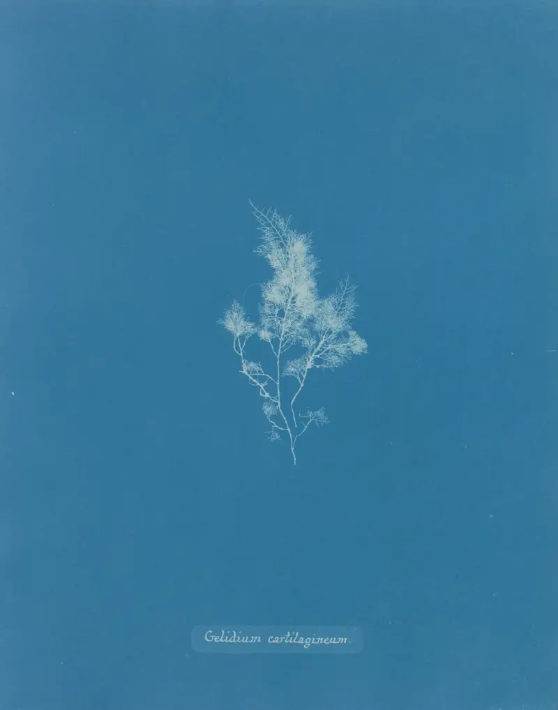Gelidium cartilagineum av Anna Atkins