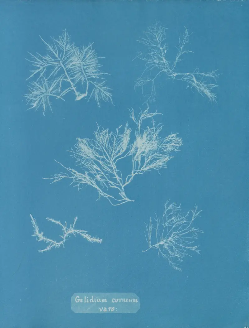Gelidium corneum vars. von Anna Atkins