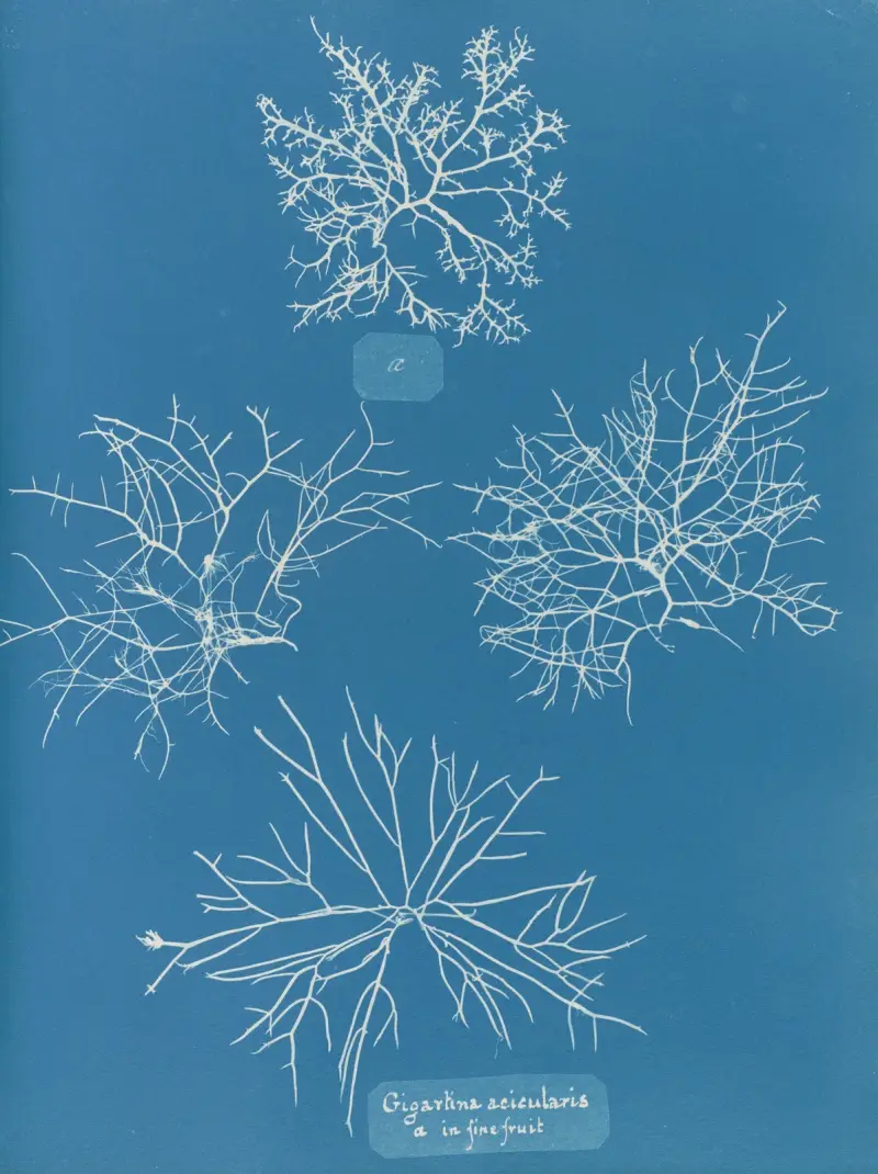 Gigartina acicularis, a. in fine fruit av Anna Atkins