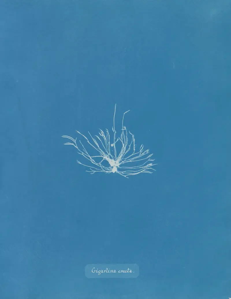 Gigartina erecta, Anna Atkins
