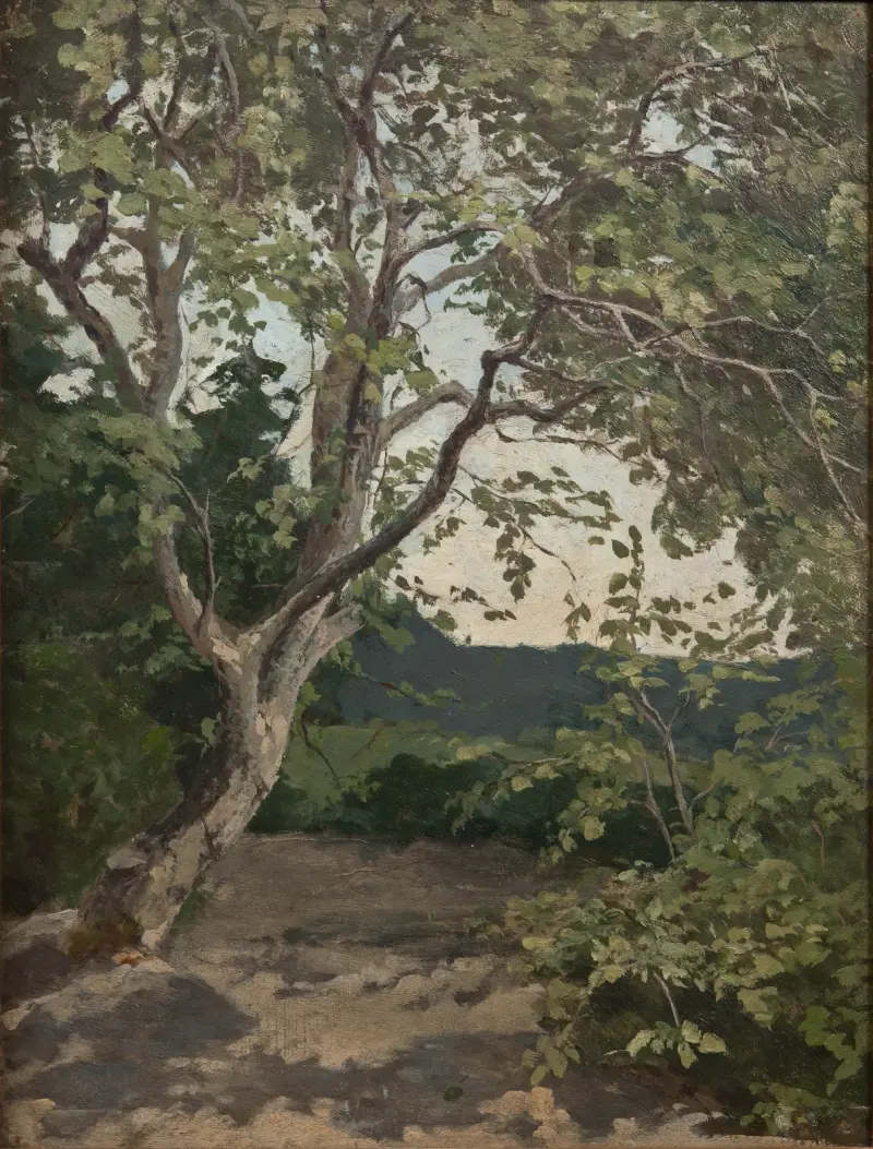 A Tree. Study av Anna Nordlander
