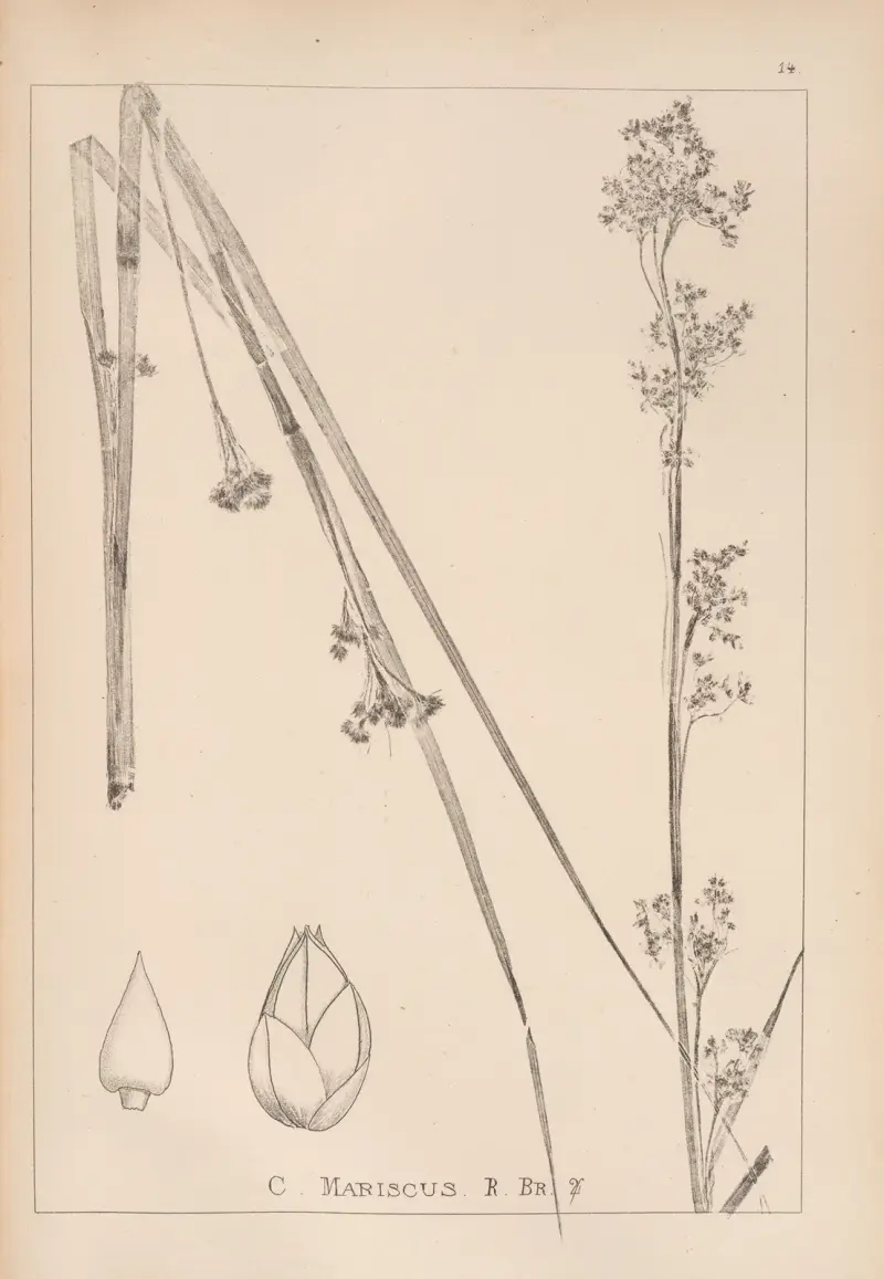 Herbier de la flore française Pl.1185 av Louis Antoine Cusin