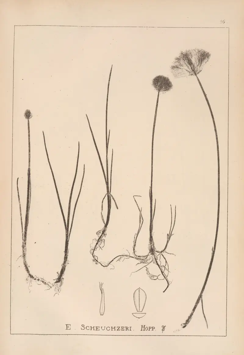 Herbier de la flore française Pl.1187 av Louis Antoine Cusin