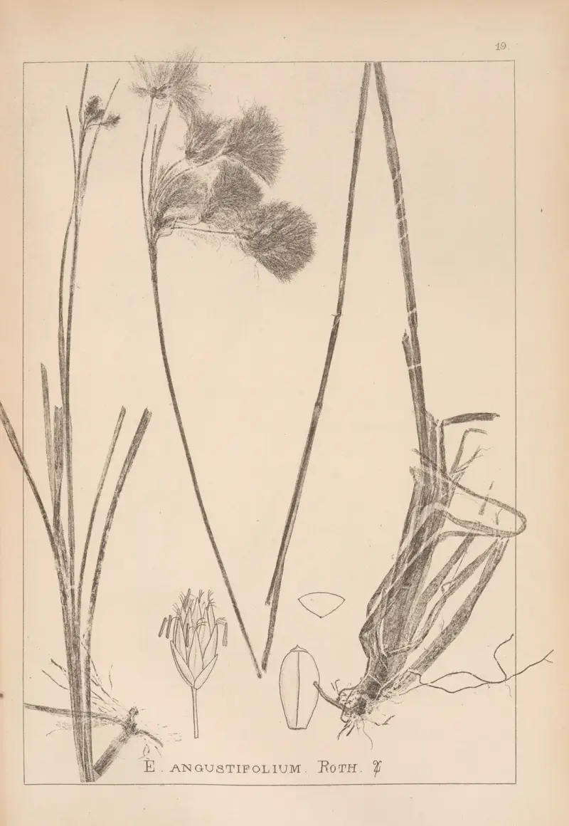Herbier de la flore française Pl.1190 av Louis Antoine Cusin
