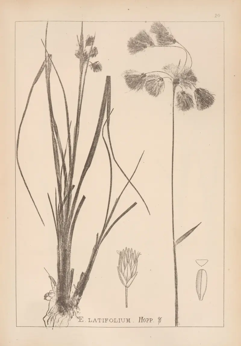 Herbier de la flore française Pl.1191 av Louis Antoine Cusin
