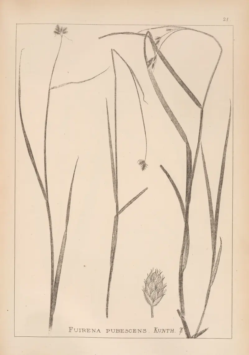 Herbier de la flore française Pl.1192 av Louis Antoine Cusin