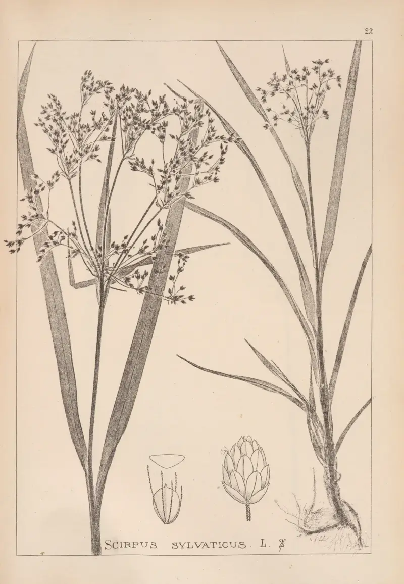 Herbier de la flore française Pl.1193 av Louis Antoine Cusin