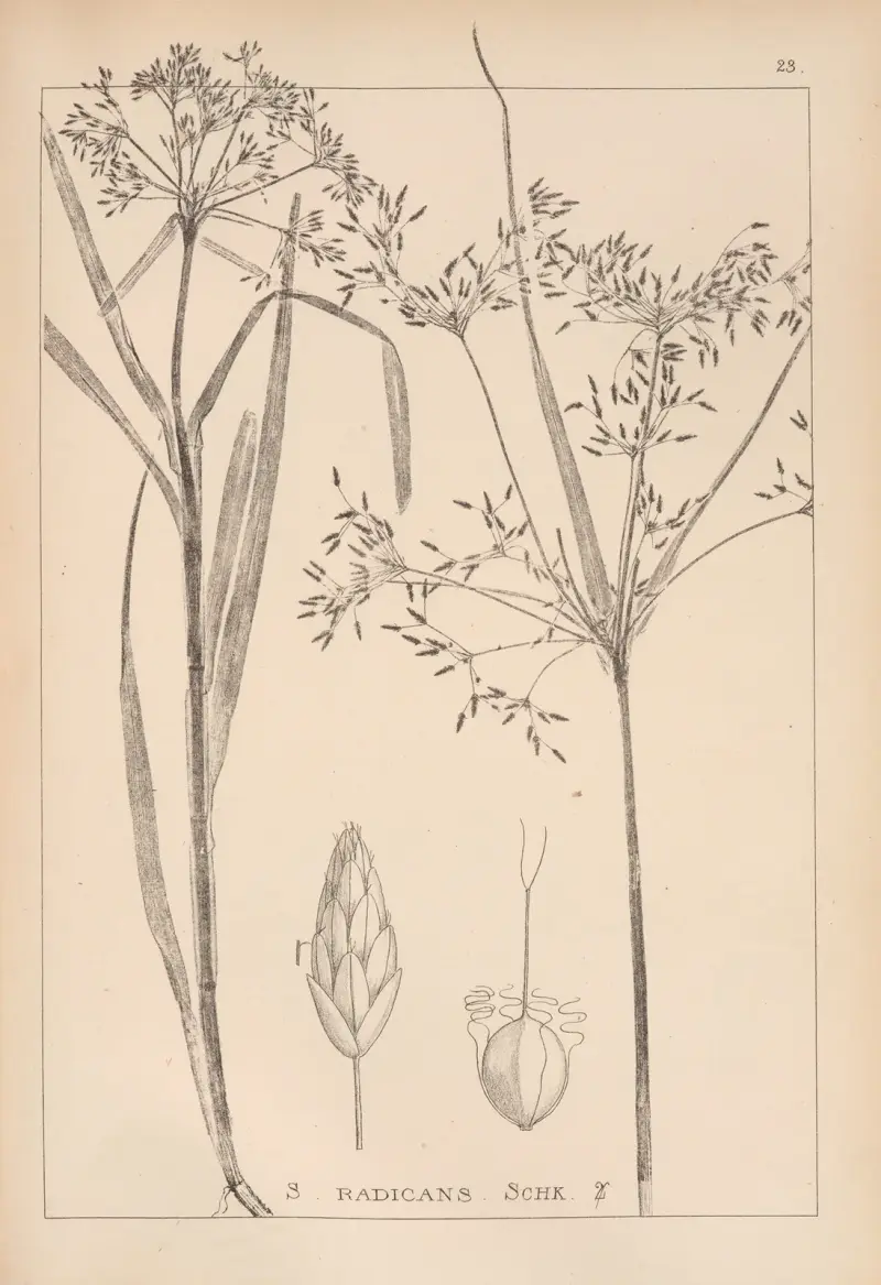 Herbier de la flore française Pl.1194 av Louis Antoine Cusin