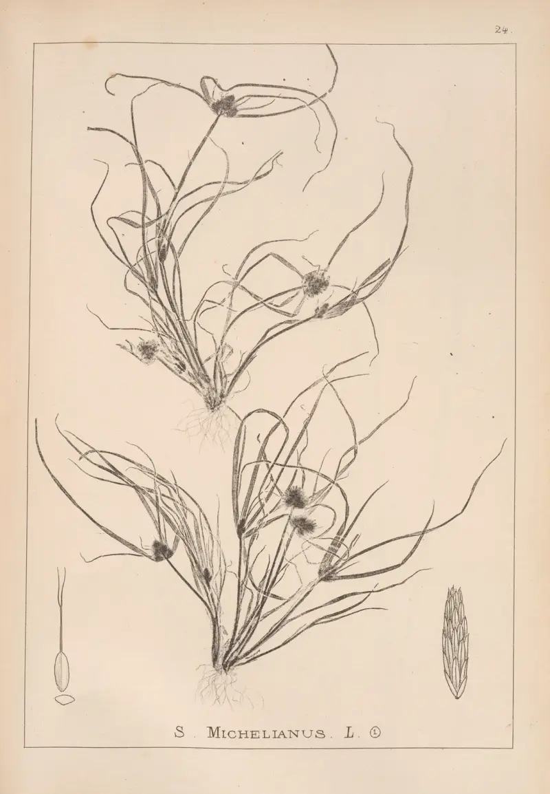 Herbier de la flore française Pl.1195 av Louis Antoine Cusin