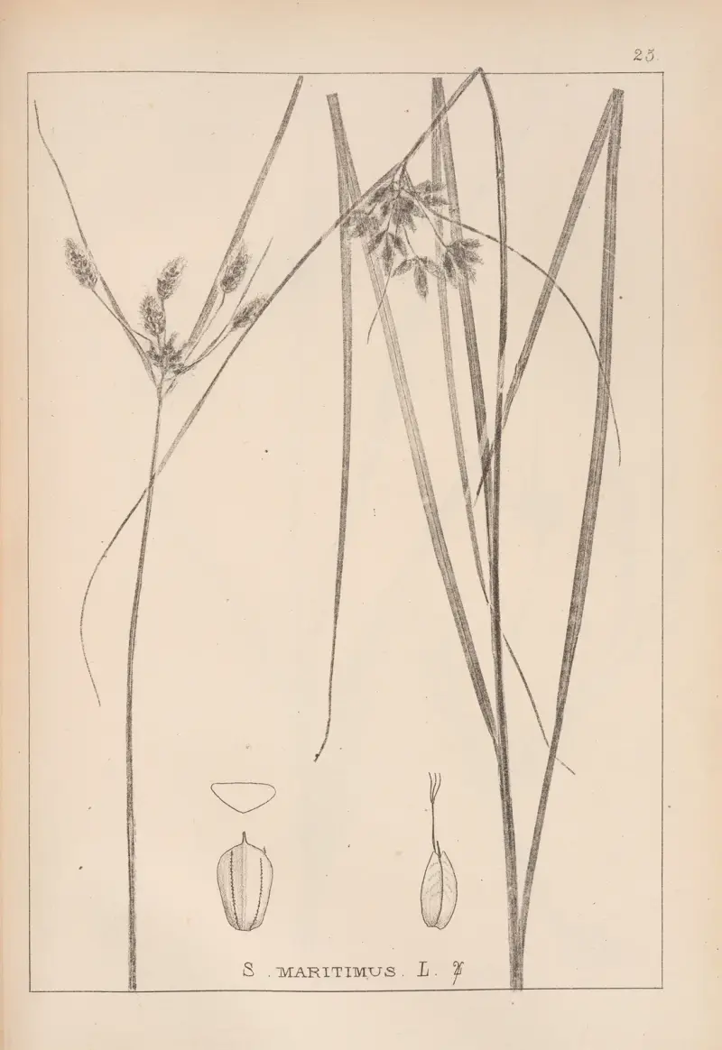 Herbier de la flore française Pl.1196 av Louis Antoine Cusin