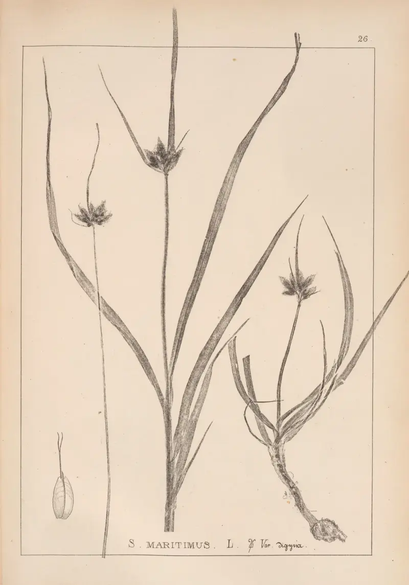 Herbier de la flore française Pl.1197 av Louis Antoine Cusin