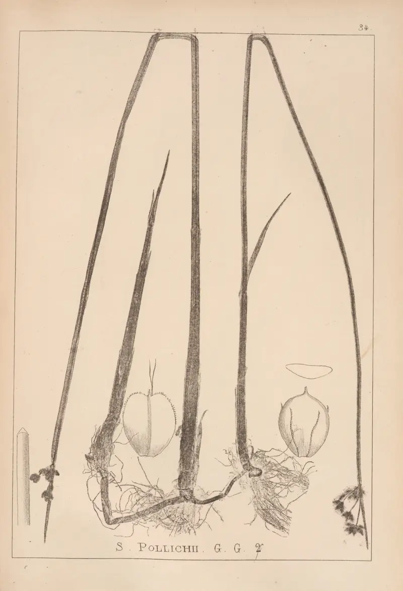 Herbier de la flore française Pl.1205 av Louis Antoine Cusin
