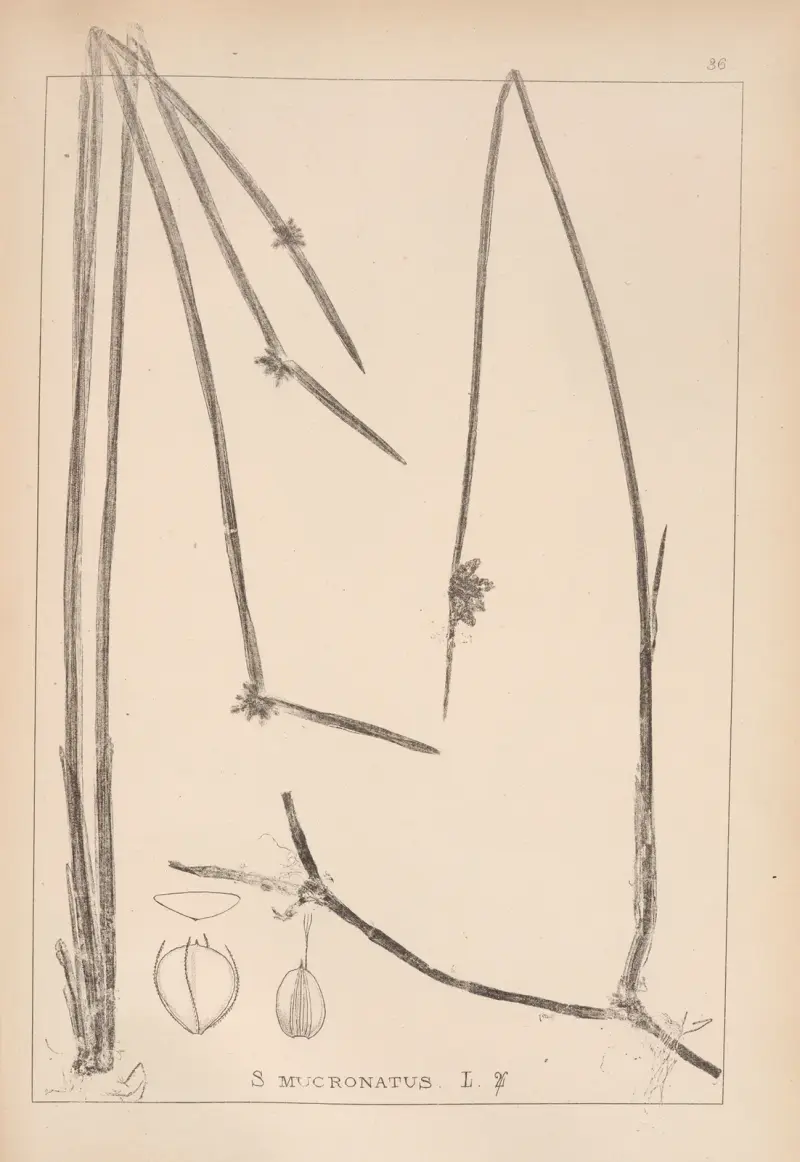 Herbier de la flore française Pl.1207 av Louis Antoine Cusin