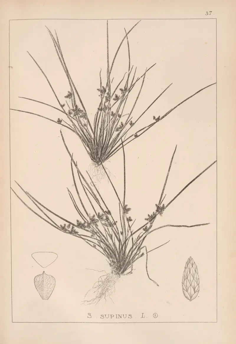 Herbier de la flore française Pl.1208 av Louis Antoine Cusin