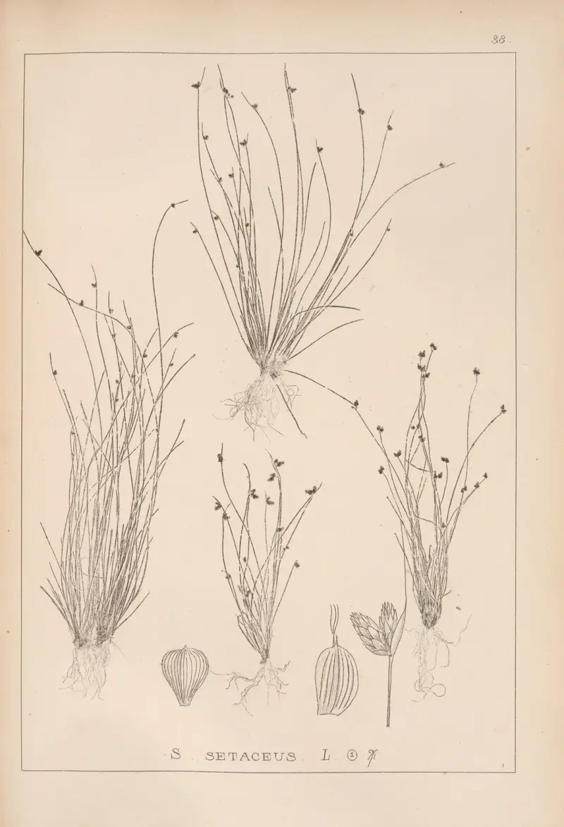 Fransk flora, plansch 1209 av Louis Antoine Cusin