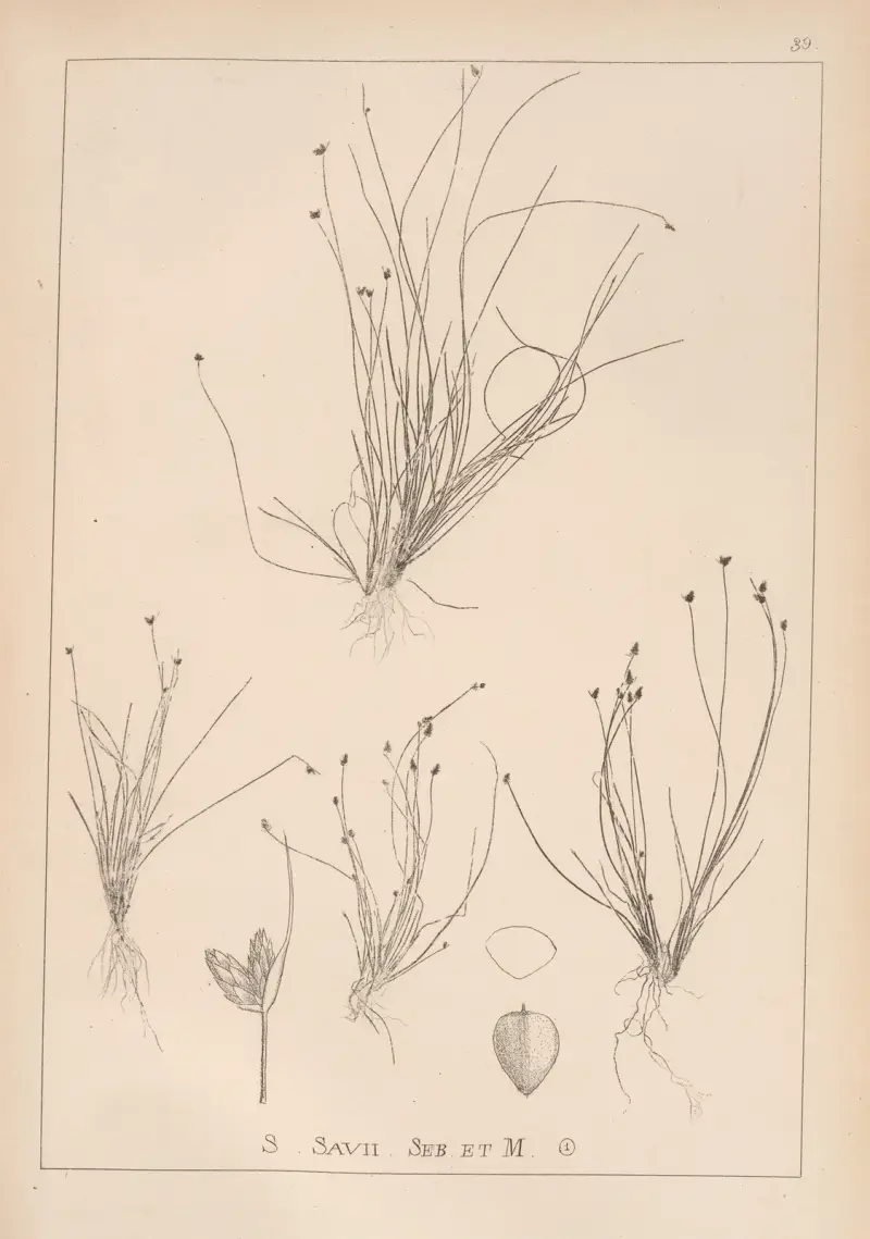 Herbier de la flore française Pl.1210 av Louis Antoine Cusin