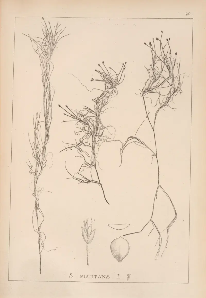 Herbier de la flore française Pl.1211 av Louis Antoine Cusin