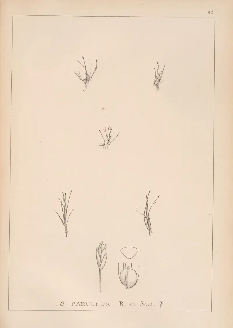 Herbier de la flore française Pl.1212 av Louis Antoine Cusin