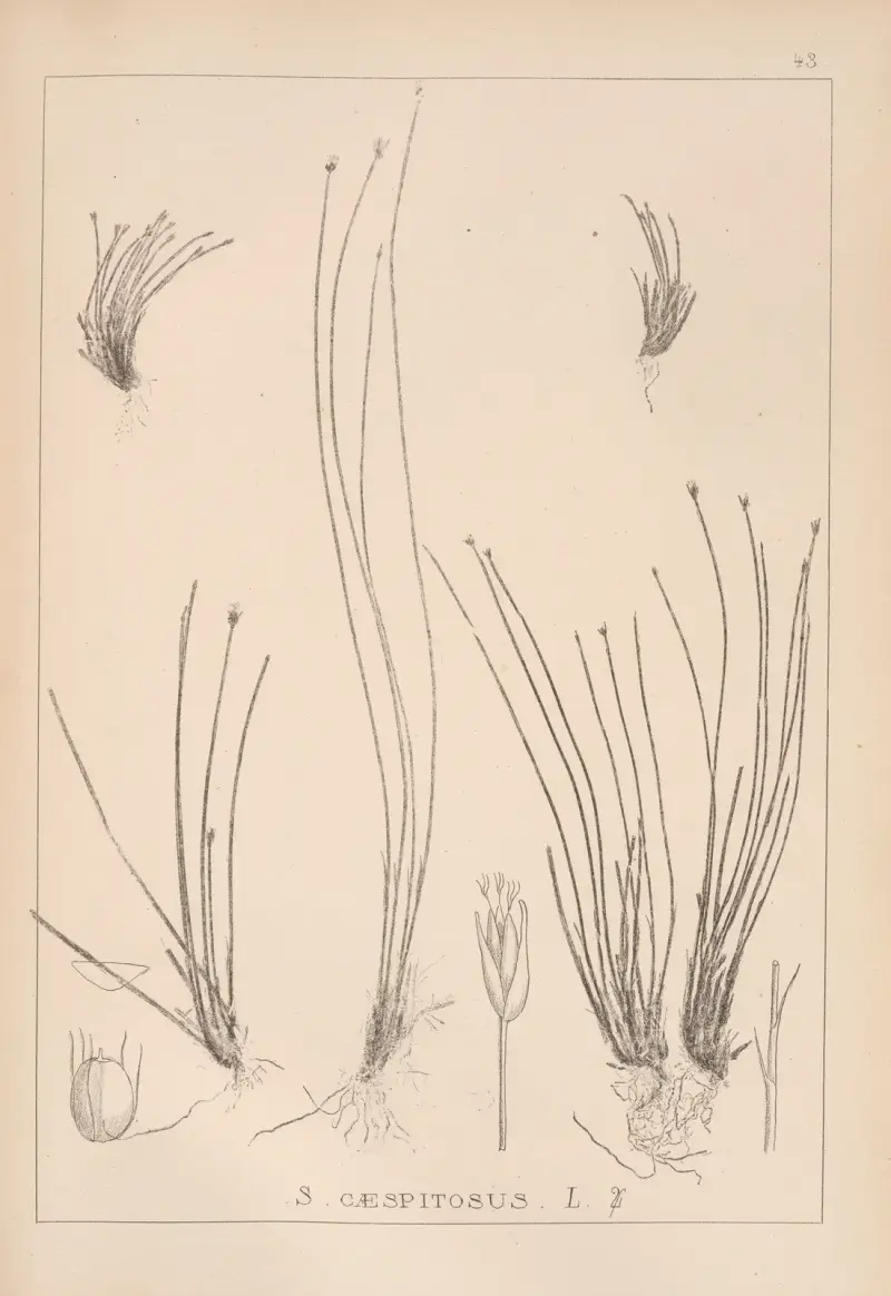 Herbier de la flore française Pl.1214 av Louis Antoine Cusin