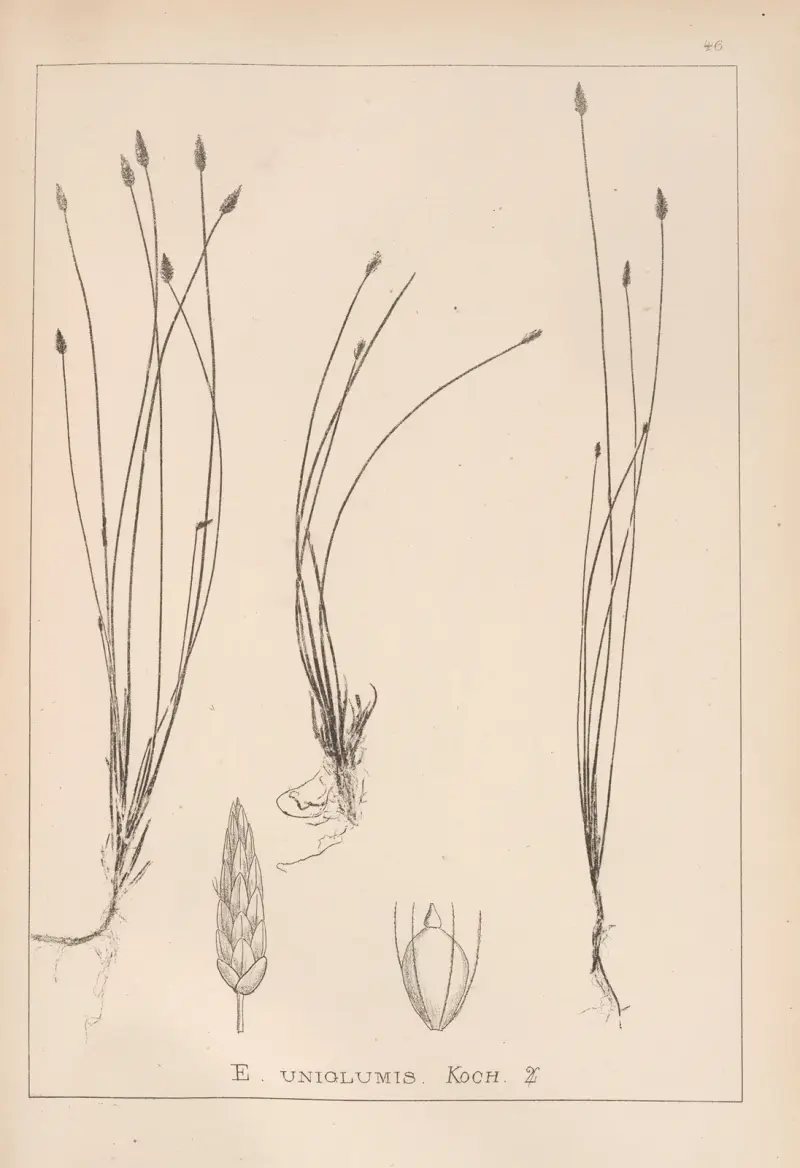 Herbier de la flore française Pl.1217 av Louis Antoine Cusin