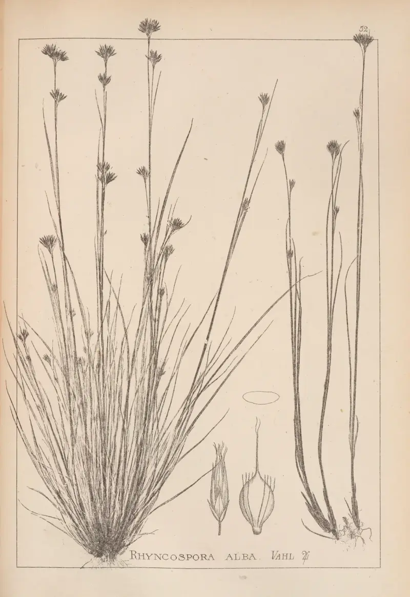 Herbier de la flore française Pl.1223 av Louis Antoine Cusin