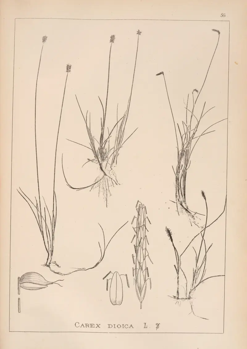 Herbier de la flore française Pl.1227 av Louis Antoine Cusin