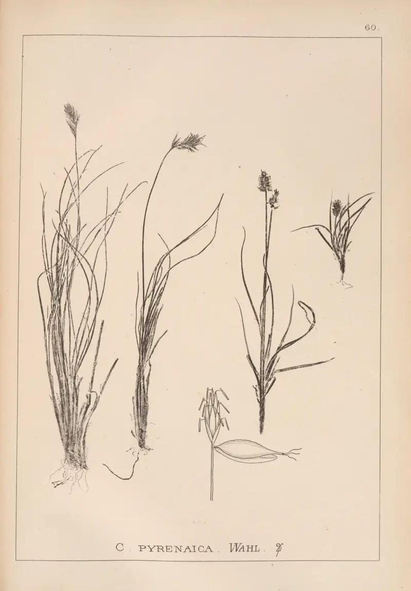 Herbier de la flore française Pl.1231 av Louis Antoine Cusin