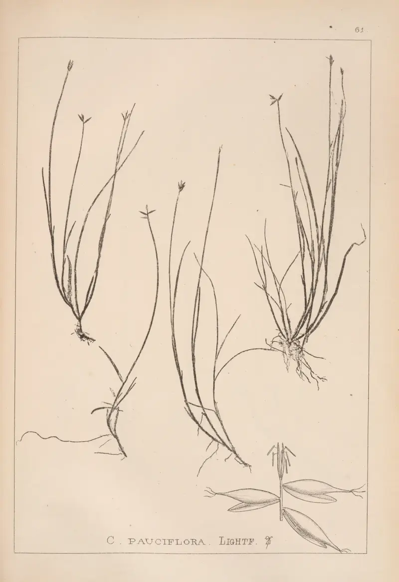 Herbier de la flore française Pl.1232 av Louis Antoine Cusin