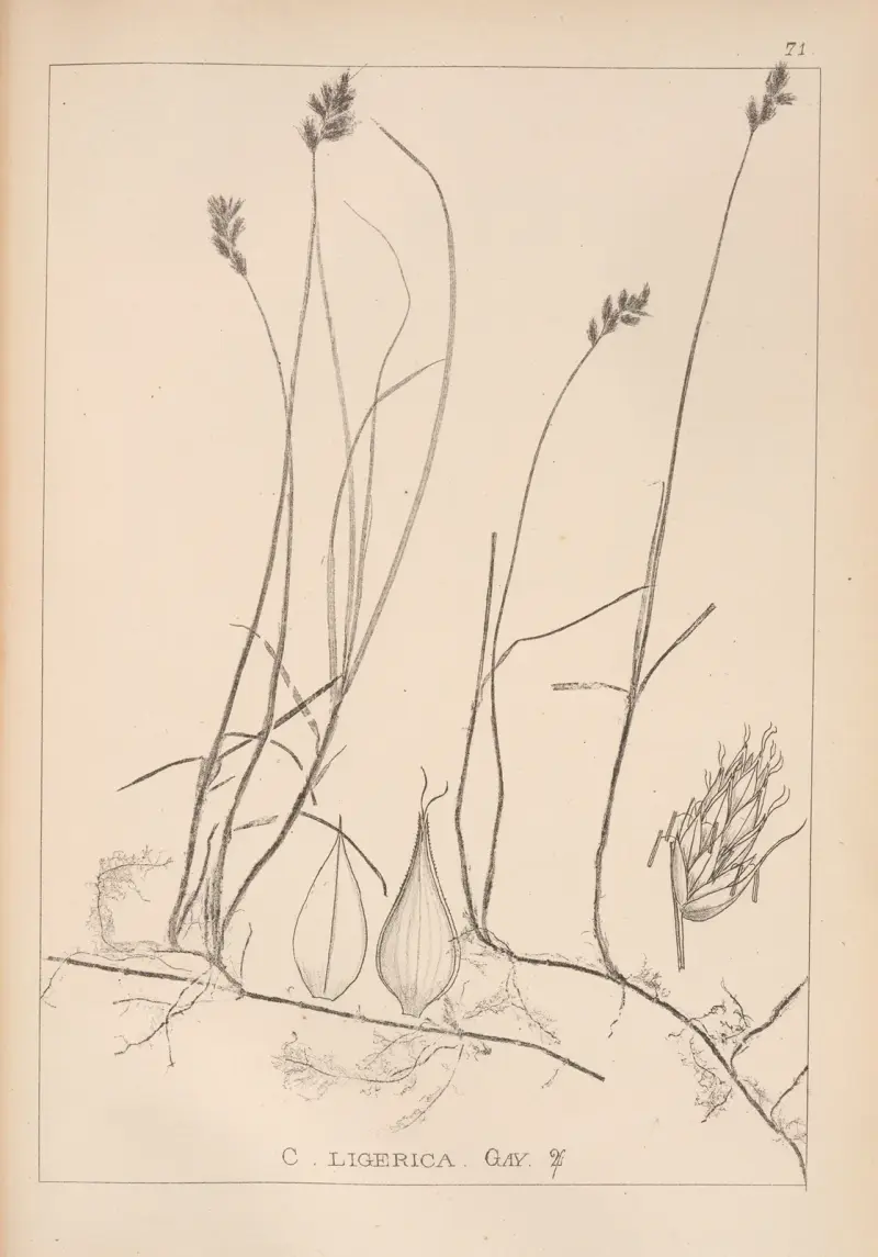 Herbier de la flore française Pl.1242 av Louis Antoine Cusin