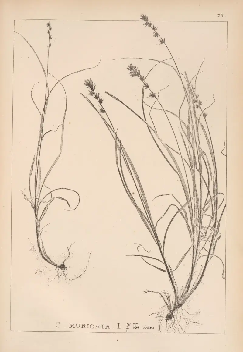 Herbier de la flore française Pl.1247 av Louis Antoine Cusin