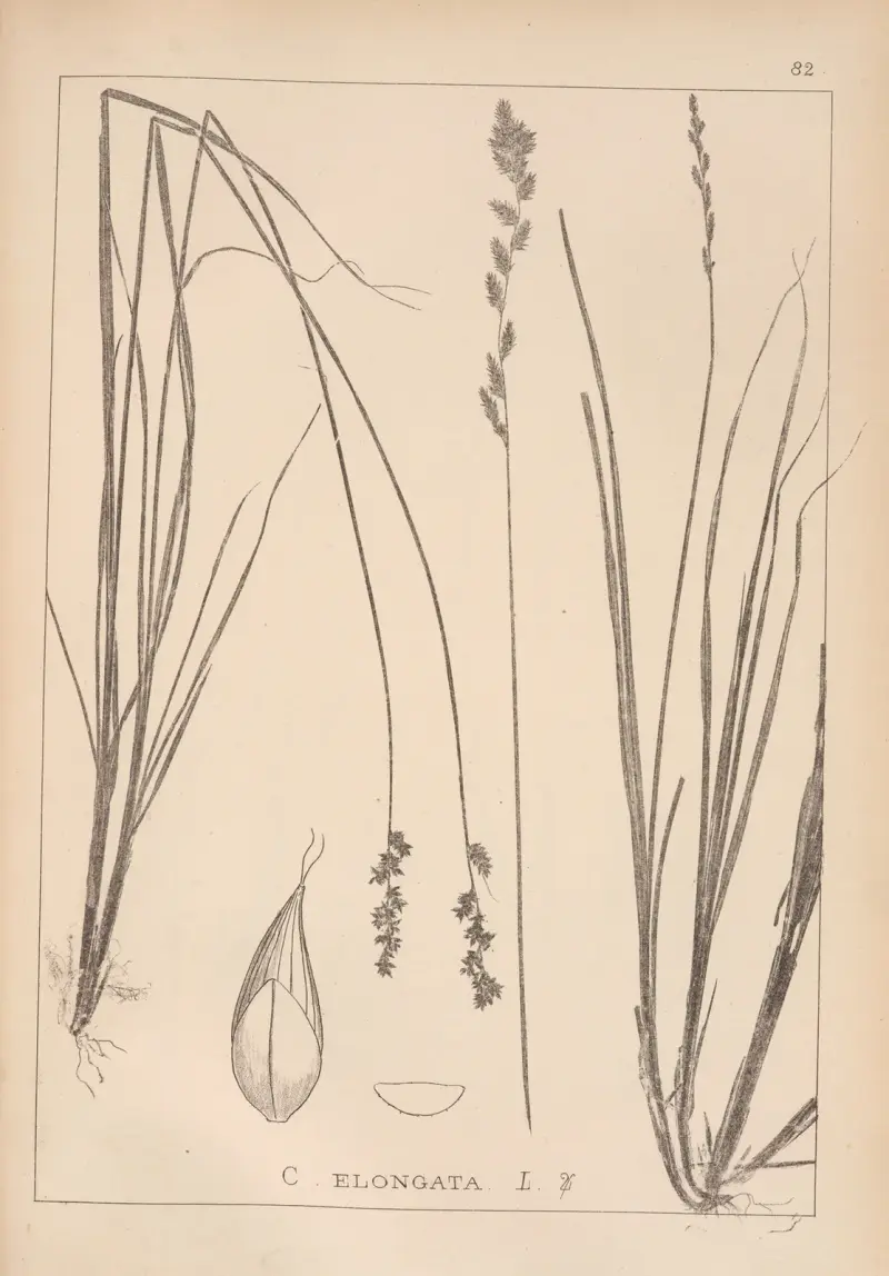 Herbier de la flore française Pl.1253 av Louis Antoine Cusin