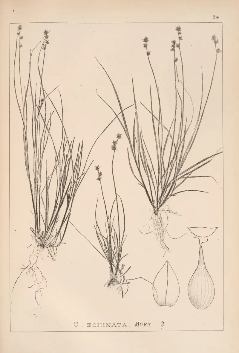 Herbier de la flore française Pl.1255 av Louis Antoine Cusin