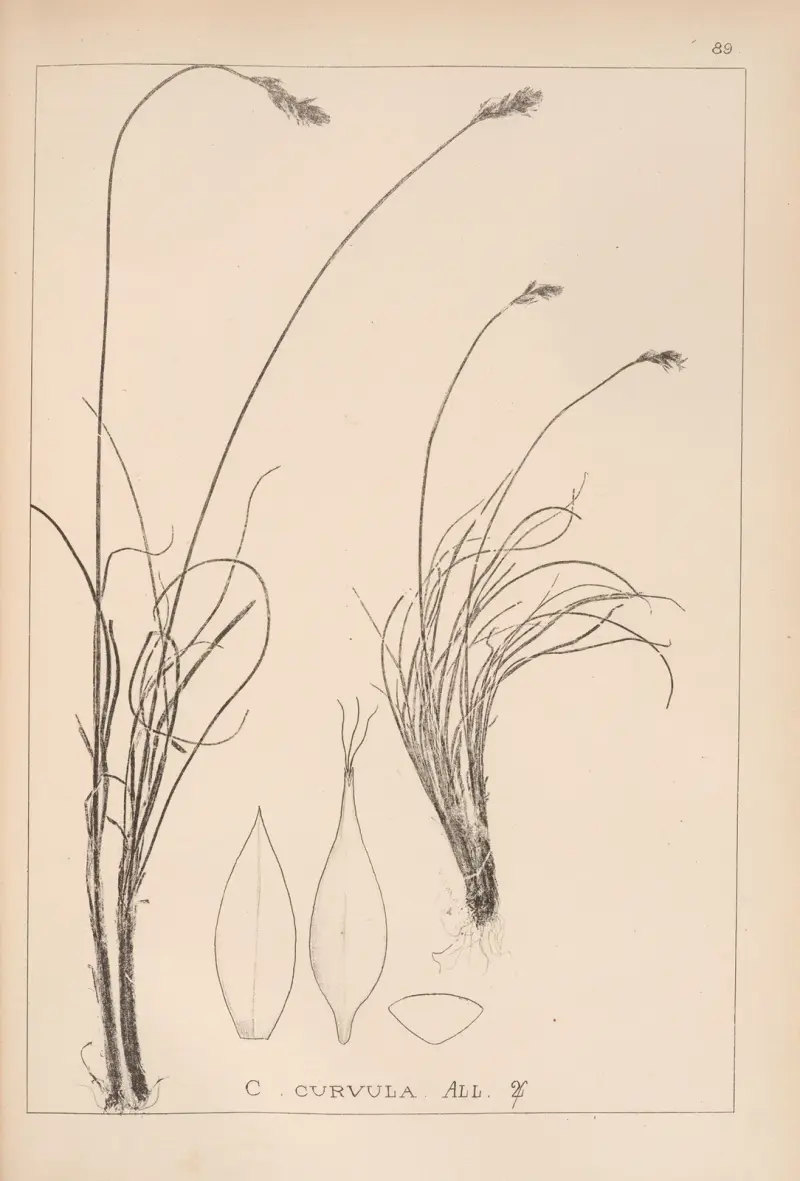 Herbier de la flore française Pl.1260 av Louis Antoine Cusin