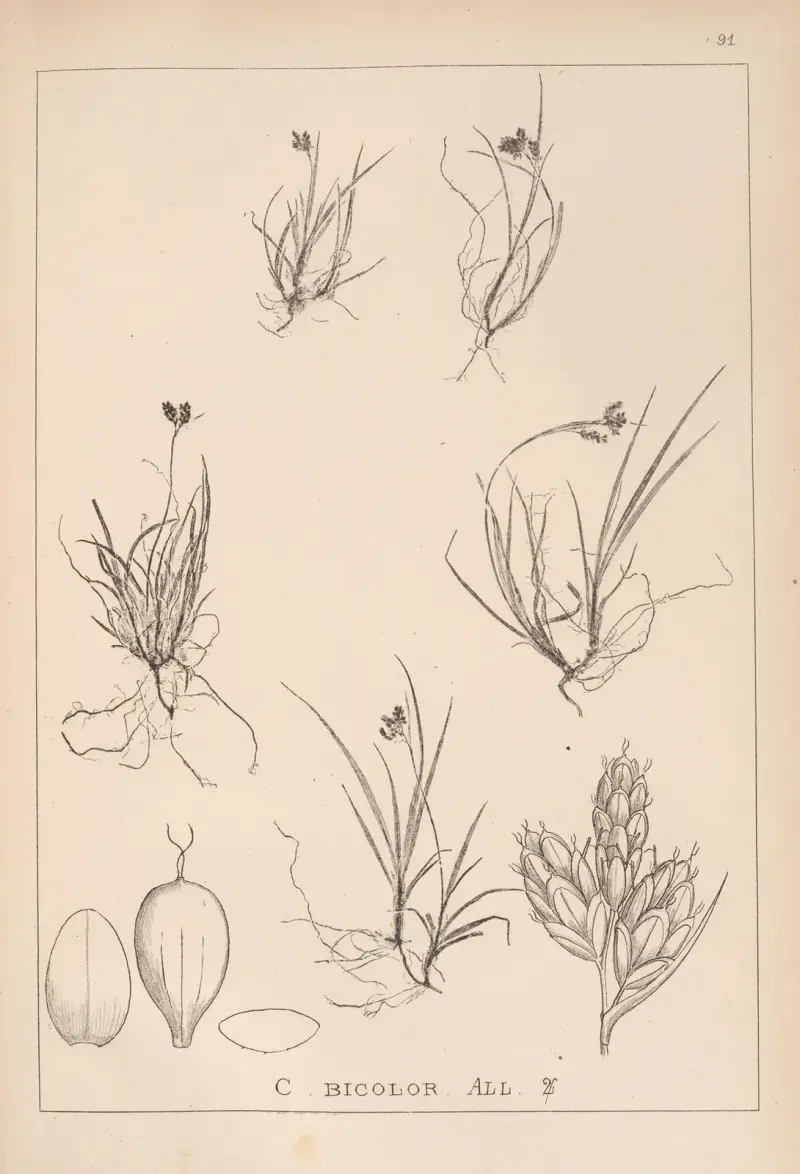 Herbier de la flore française Pl.1262 av Louis Antoine Cusin