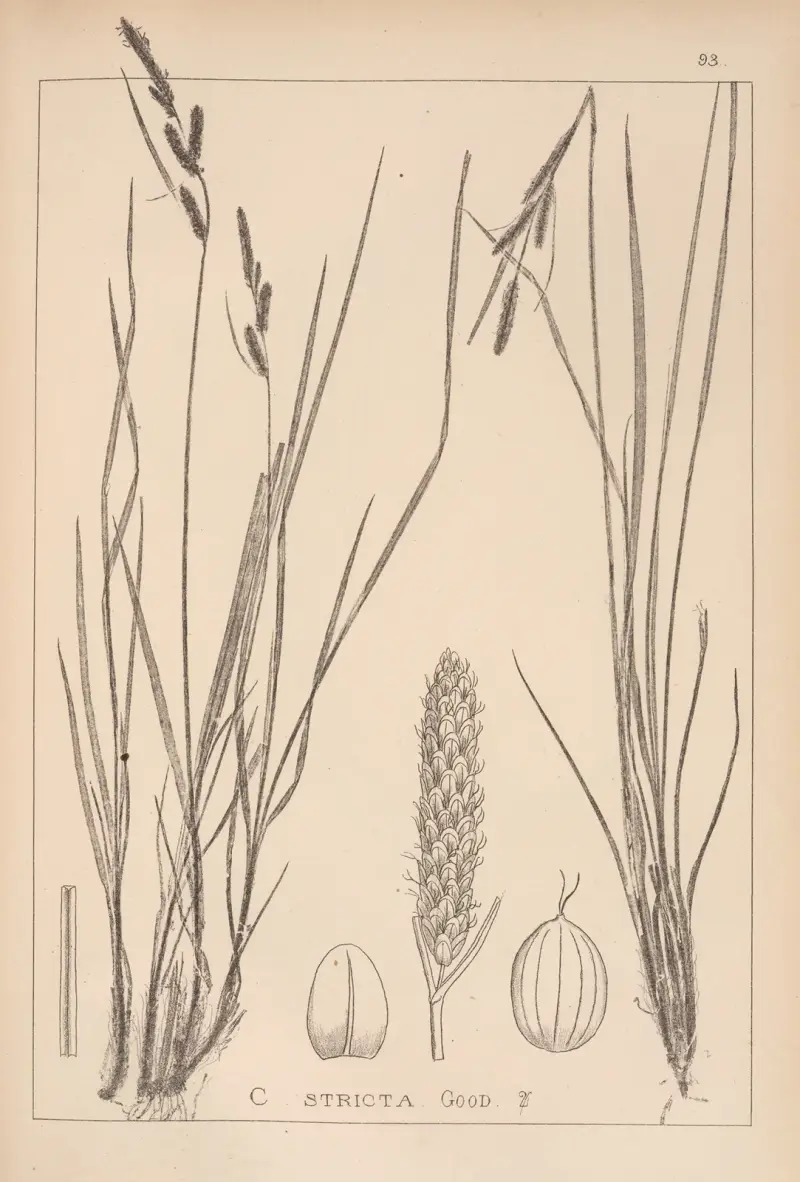 Herbier de la flore française Pl.1264 av Louis Antoine Cusin