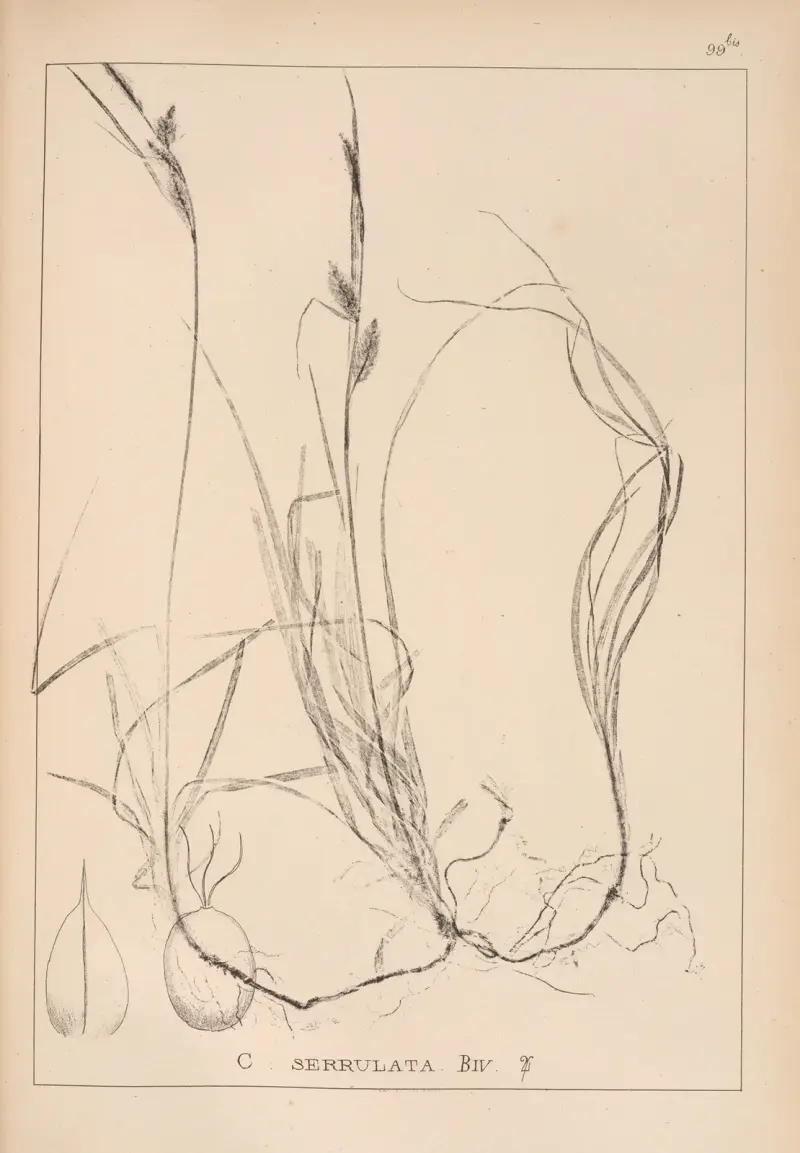 Fransk flora, plansch 1271 av Louis Antoine Cusin