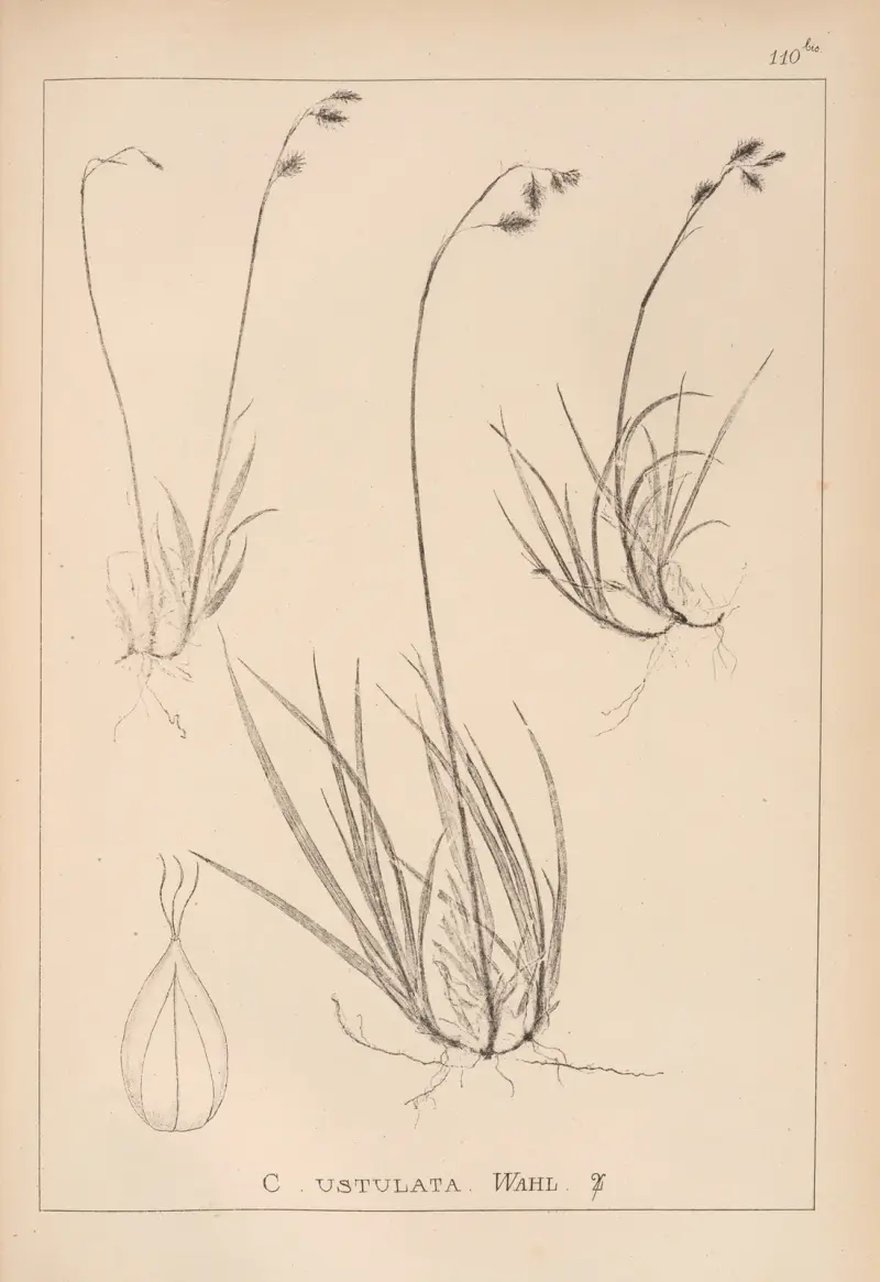 Herbier de la flore française Pl.1283 av Louis Antoine Cusin