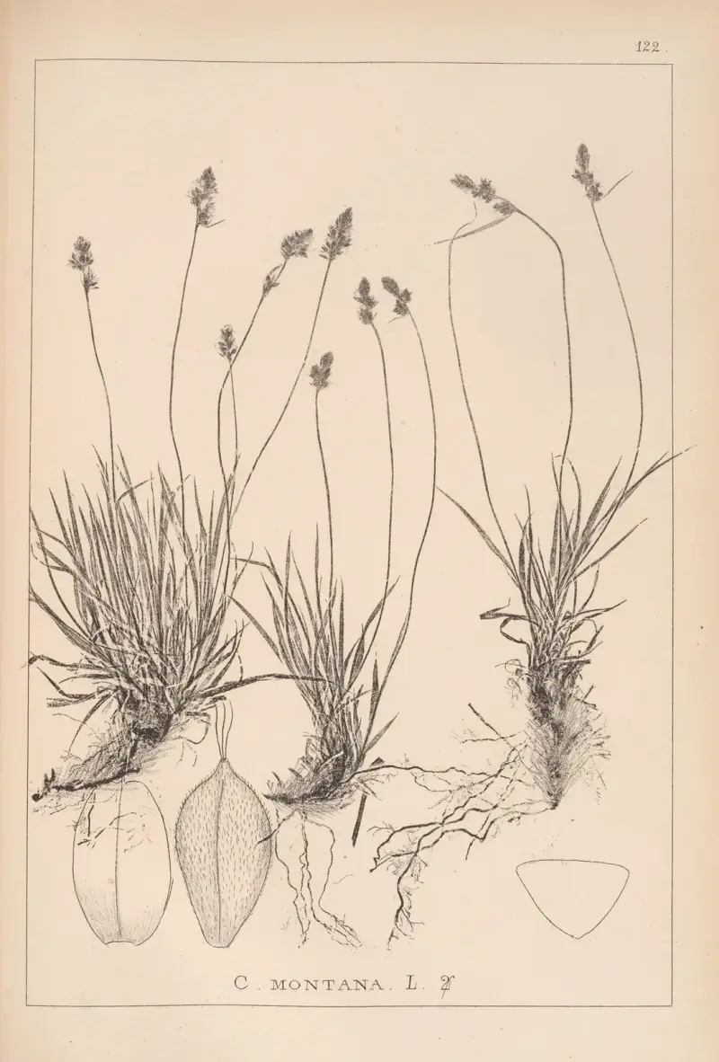 Herbier de la flore française Pl.1295 av Louis Antoine Cusin