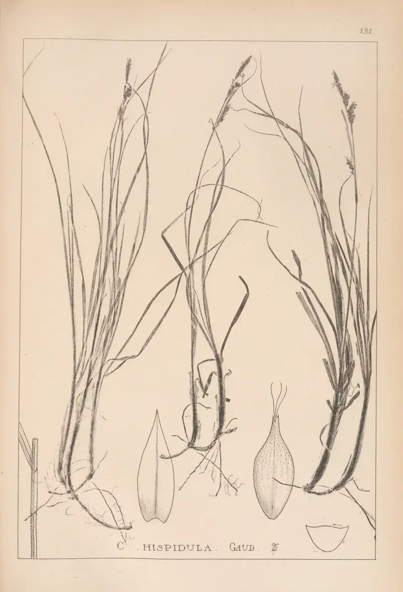 Herbier de la flore française Pl.1304 av Louis Antoine Cusin
