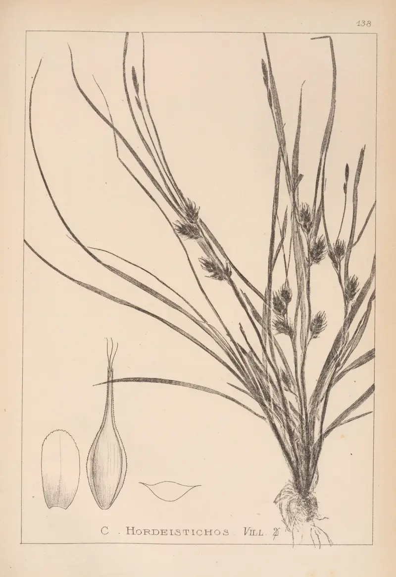 Herbier de la flore française Pl.1311 av Louis Antoine Cusin